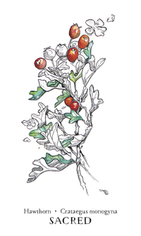 Llewellyn Hedgewitch Botanical Oracle - Set