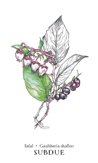 Llewellyn Hedgewitch Botanical Oracle - Set